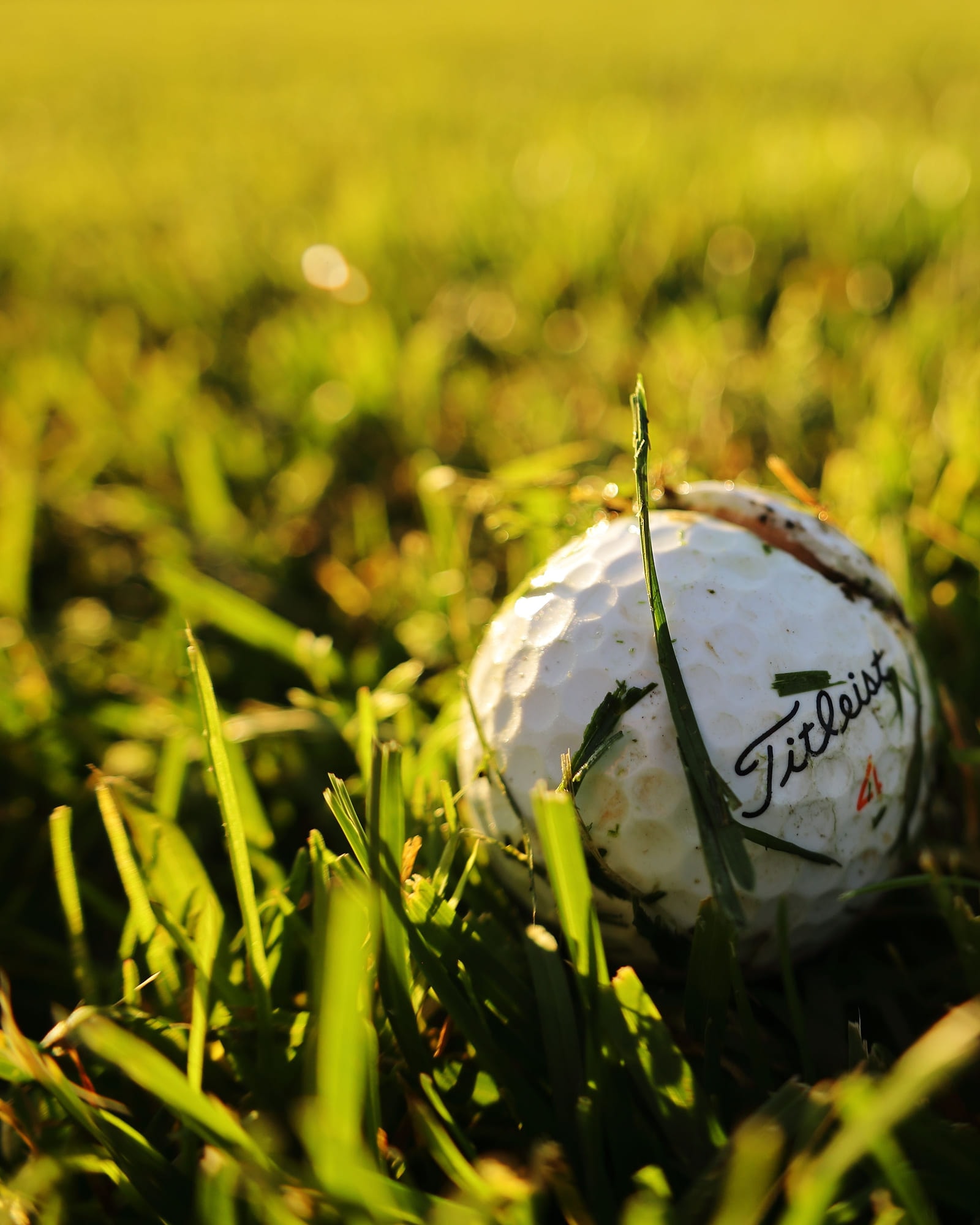 A Titleist ball sitting up in long grass